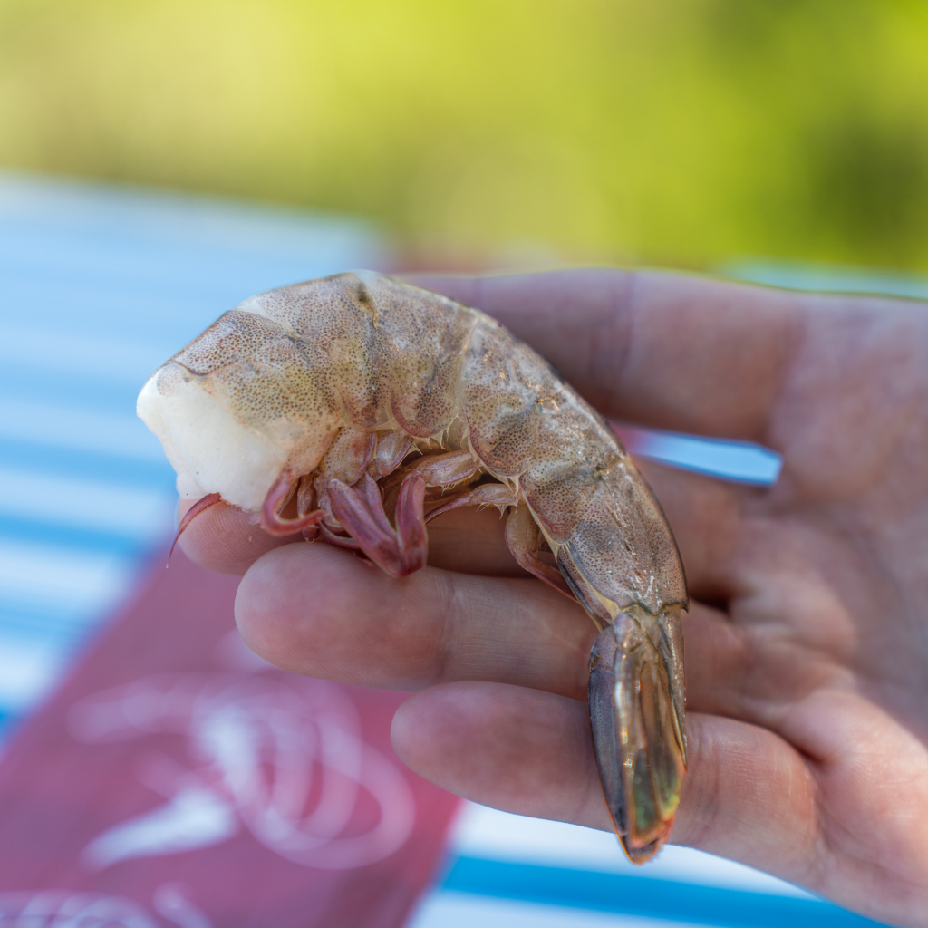 Wild Caught Georgia Shrimp